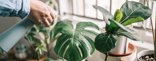 Plants That Purify Your Air—Fact or Fiction?